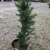 Potted rosemary shrub with dark green, needle-like leaves on a gravel lot at a plant nursery.