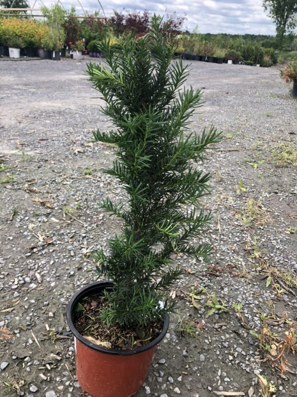 Potted rosemary shrub with dark green, needle-like leaves on a gravel lot at a plant nursery.