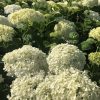 Creamy white hydrangea blossoms in a lush garden bed with dark green leaves.