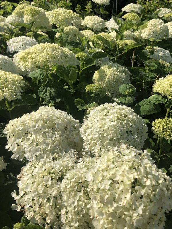 Creamy white hydrangea blossoms in a lush garden bed with dark green leaves.