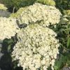 White hydrangea blossoms forming large rounded flower heads in a sunny garden setting.