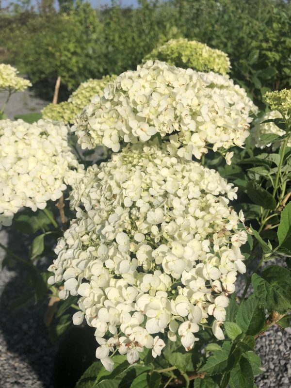 White hydrangea blossoms forming large rounded flower heads in a sunny garden setting.