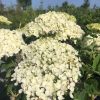 White hydrangea bloom clusters with small, pale petals against green leaves and a clear blue sky behind.