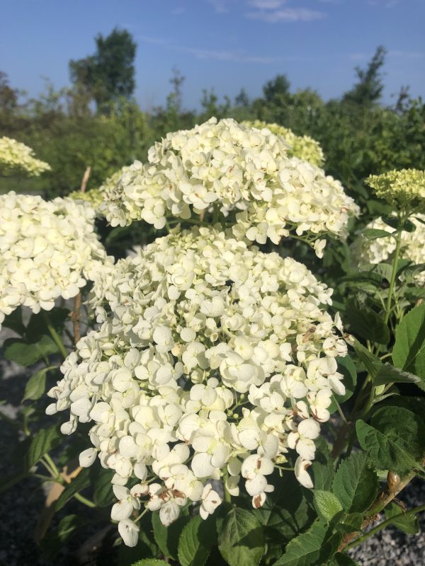 White hydrangea bloom clusters with small, pale petals against green leaves and a clear blue sky behind.