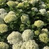 Clusters of white hydrangea blooms in a leafy garden bed among green leaves.