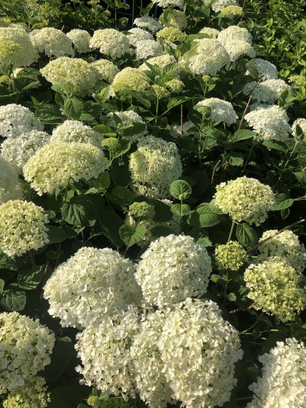 Clusters of white hydrangea blooms in a leafy garden bed among green leaves.