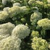 White hydrangea blossoms forming rounded clusters among green foliage in a sunny garden scene.