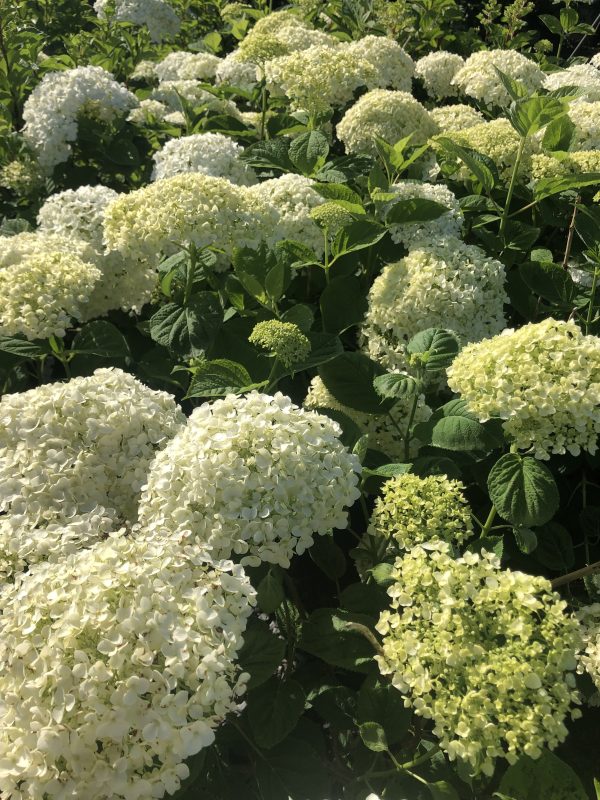 White hydrangea blossoms forming rounded clusters among green foliage in a sunny garden scene.