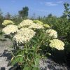 White hydrangea flowers in a pot outdoors, supported by stakes on a gravel surface with a blue sky backdrop