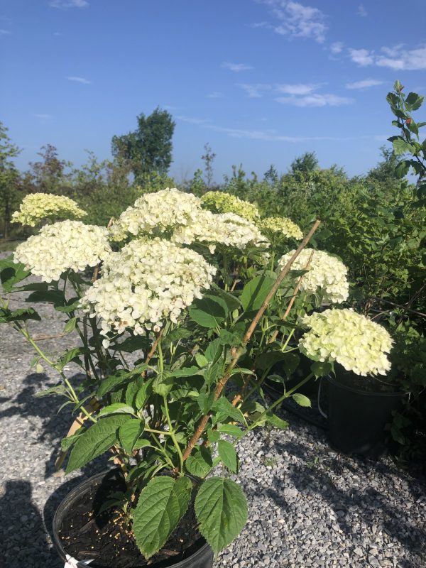 White hydrangea flowers in a pot outdoors, supported by stakes on a gravel surface with a blue sky backdrop
