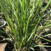 Potted yucca plant with tall, sword-shaped green leaves growing upward from the soil.