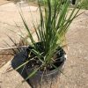 Potted ornamental grass plant with long thin green leaves in a black plastic pot on a concrete surface.