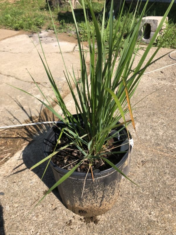 Potted ornamental grass plant with long thin green leaves in a black plastic pot on a concrete surface.