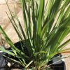Close-up of a potted ornamental grass with tall, narrow green leaves growing from a central clump in a black plastic pot, outdoors.