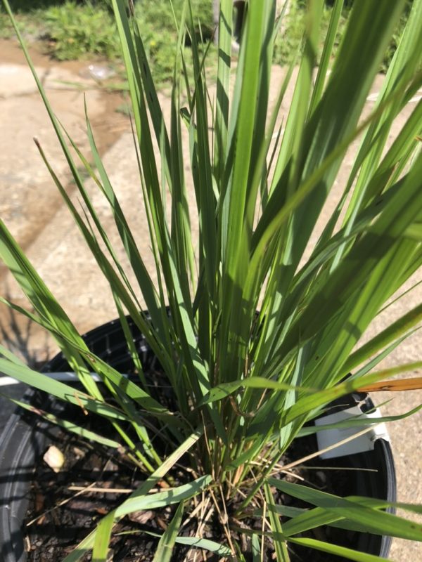 Close-up of a potted ornamental grass with tall, narrow green leaves growing from a central clump in a black plastic pot, outdoors.