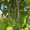 Cluster of gray-barked branches with bright green leaves, sunlight filtering through a small tree or shrub