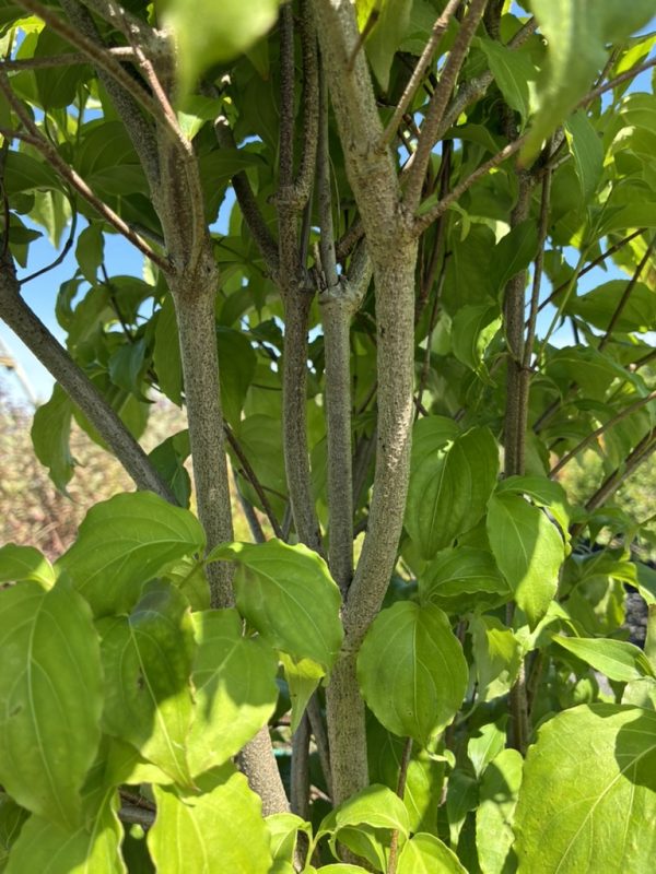 Cluster of gray-barked branches with bright green leaves, sunlight filtering through a small tree or shrub