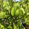 Close-up of bright green pear tree leaves with a blue sky in the background, sunlit and glossy
