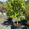 Small fruit or ornamental tree in a black nursery pot with lush green leaves outdoors.