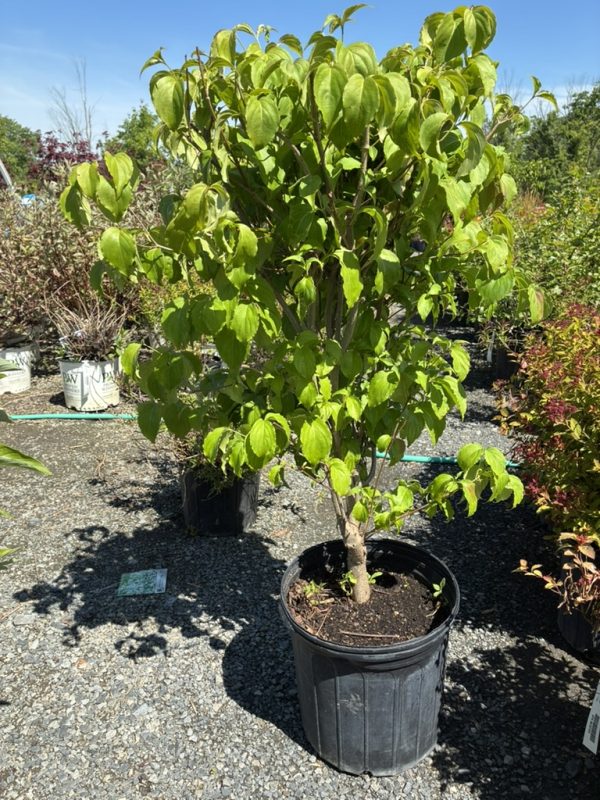 Small fruit or ornamental tree in a black nursery pot with lush green leaves outdoors.