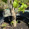 Trunk of a potted tree with several branches and bright green leaves, planted in a black pot with dark soil and small new shoots at the base.