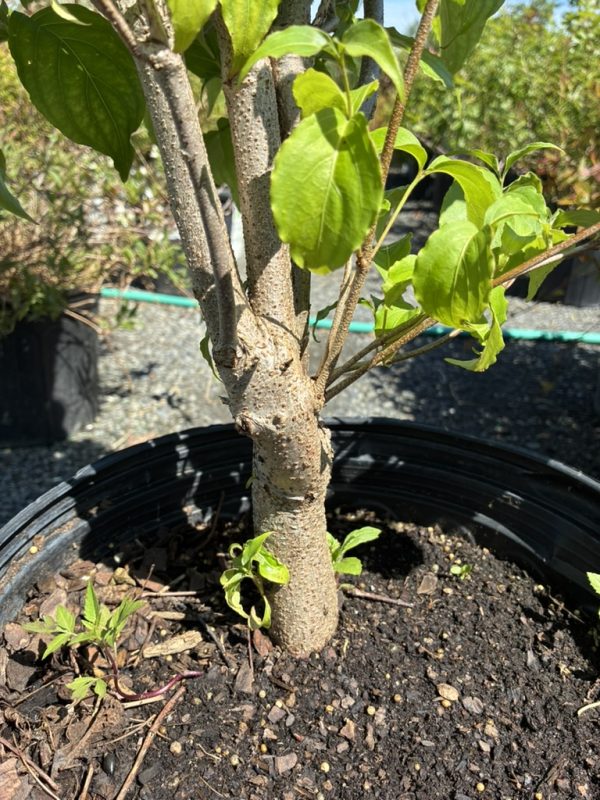 Trunk of a potted tree with several branches and bright green leaves, planted in a black pot with dark soil and small new shoots at the base.