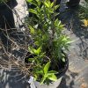 Potted shrub with green leaves and bare brown branches in a nursery setting.