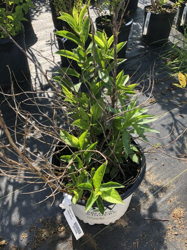 Potted shrub with green leaves and bare brown branches in a nursery setting.