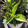 Young green-leaved shrub in a white nursery pot with a visible tag and water droplets on the leaves.