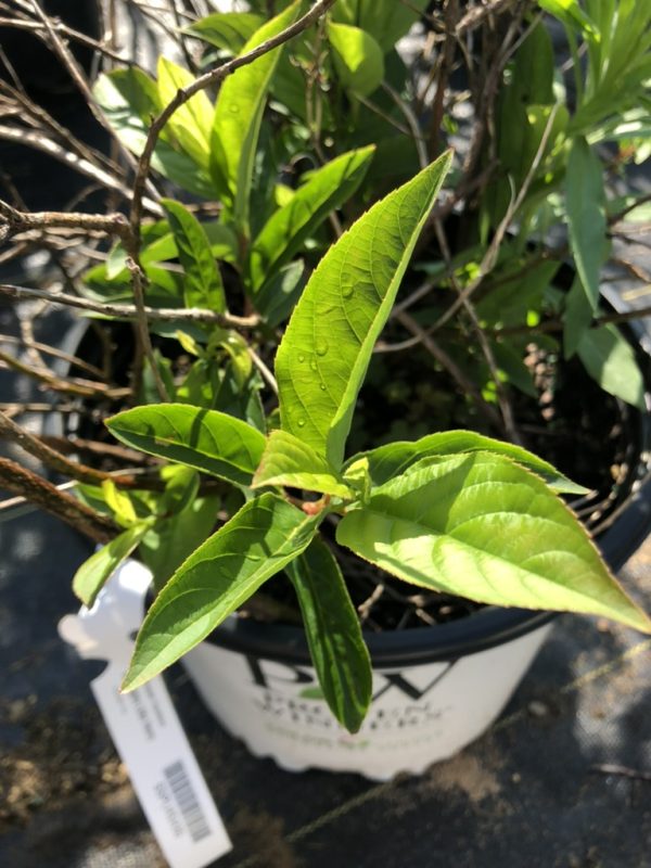 Young green-leaved shrub in a white nursery pot with a visible tag and water droplets on the leaves.