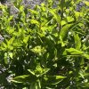 Green-leaved shrub with small pale-green flower clusters at the tips, sunlit and growing in a pot on rocky ground.