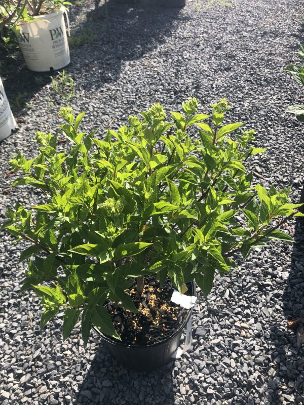 Young green shrub in a black pot on gravel, outdoors, with sunlight.