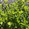 Close-up of a leafy green shrub with clusters of small pale green flower buds at the tips, sunlit.