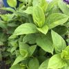 Close-up of bright green serrated leaves on a herb plant (likely mint) in a garden pot backdrop.