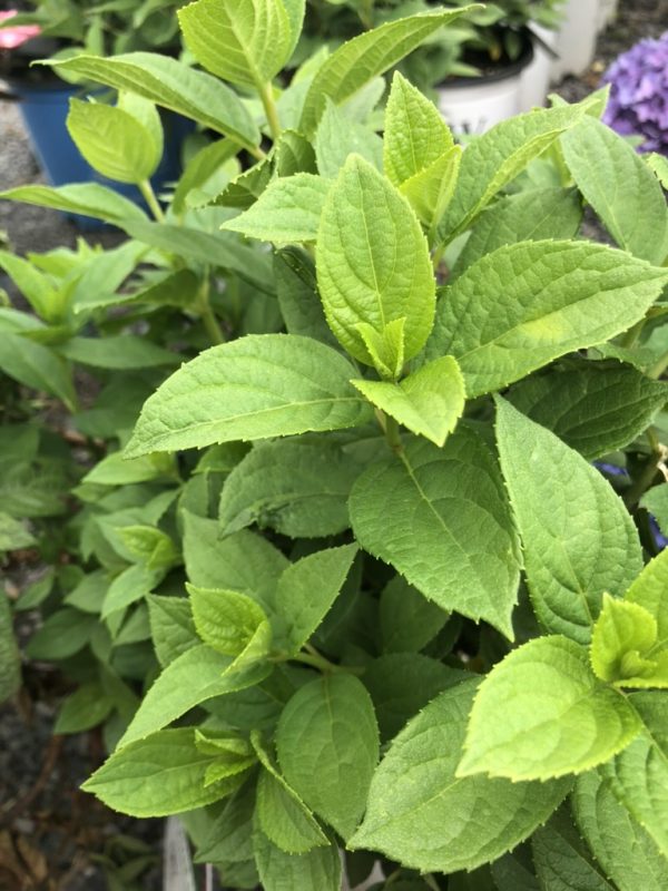 Close-up of bright green serrated leaves on a herb plant (likely mint) in a garden pot backdrop.