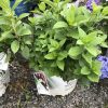 Green leafy shrub in a white nursery pot with a Proven Winners tag at a garden center.