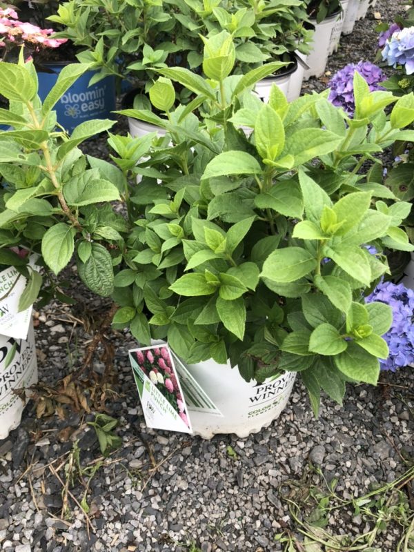 Green leafy shrub in a white nursery pot with a Proven Winners tag at a garden center.