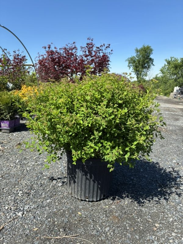 Dense green shrub in a black plastic pot on a gravel lot, with other potted plants and blue sky above.