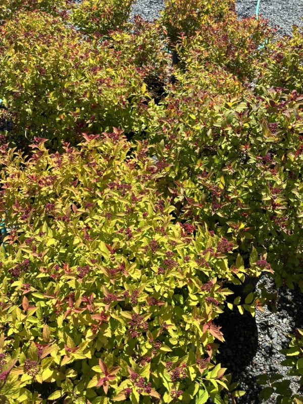Dense hedge of yellow-green leaves with small dark purple flower clusters at the tips of the branches.