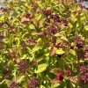 Close-up of purple berry clusters on a shrub with yellow and red autumn leaves in sunlight