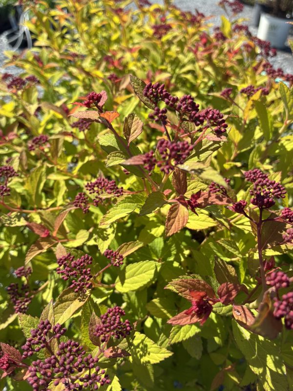 Close-up of purple berry clusters on a shrub with yellow and red autumn leaves in sunlight