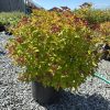 Potted ornamental shrub with yellow-green leaves and clusters of dark red berries on a gravel surface under a clear blue sky.