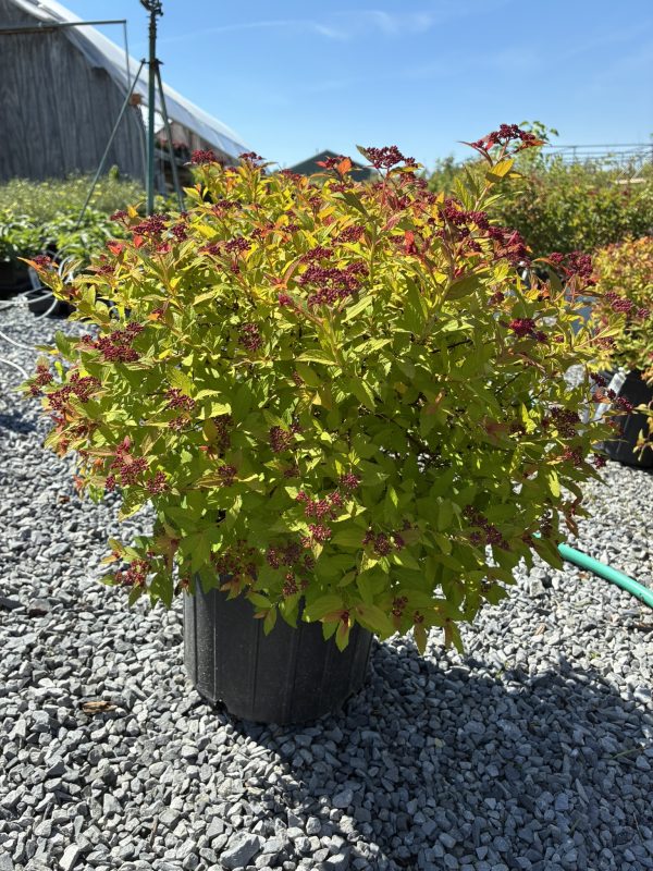 Potted ornamental shrub with yellow-green leaves and clusters of dark red berries on a gravel surface under a clear blue sky.