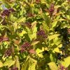 Bright sunlit shrub with clusters of small purple berries among yellow-green leaves.