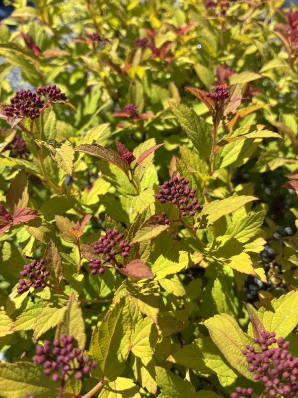 Bright sunlit shrub with clusters of small purple berries among yellow-green leaves.