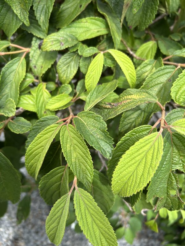 Close-up of serrated green leaves on a woody shrub, showing textured surfaces and thin brown stems.
