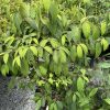 Green shrub with serrated oval leaves in a black pot on gravel; plant tag visible in front.