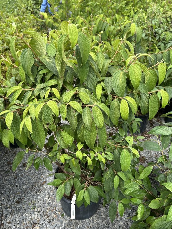 Green shrub with serrated oval leaves in a black pot on gravel; plant tag visible in front.