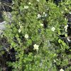 Shrub with small glossy green leaves and white five-petaled flowers with yellow centers in pots in a nursery setting.