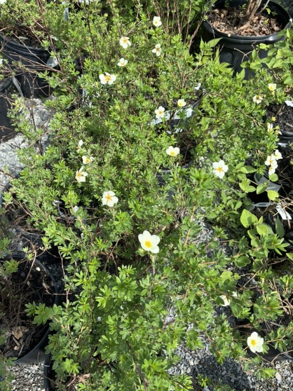 Shrub with small glossy green leaves and white five-petaled flowers with yellow centers in pots in a nursery setting.